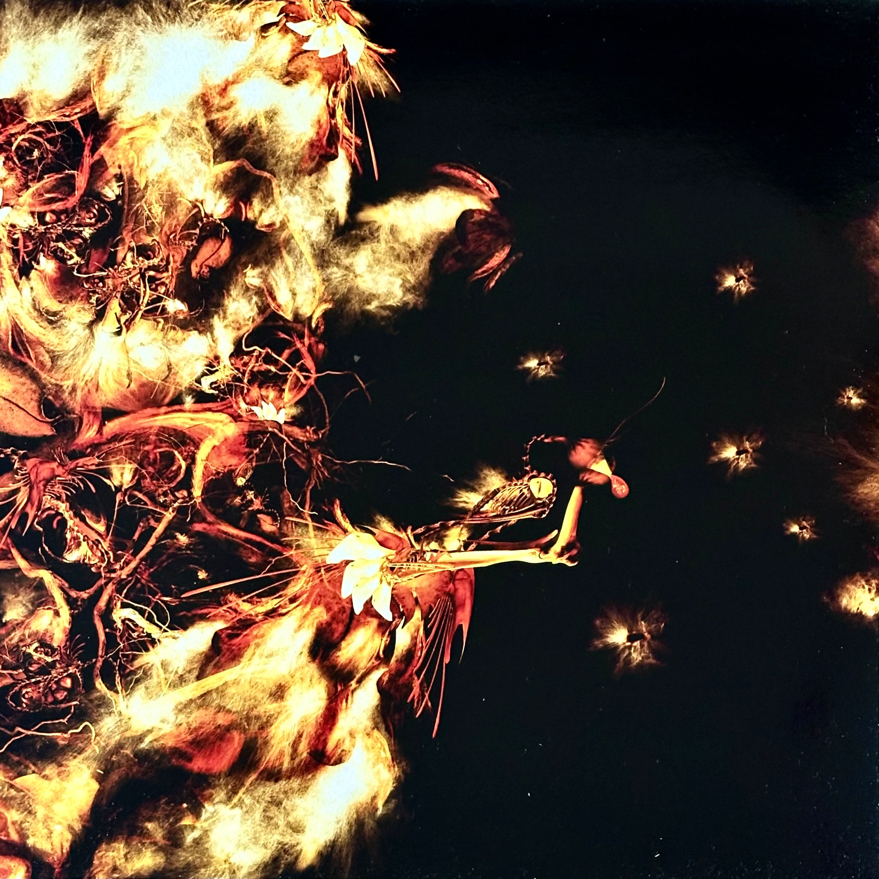Bola – Gnayse (USED/VINYL)